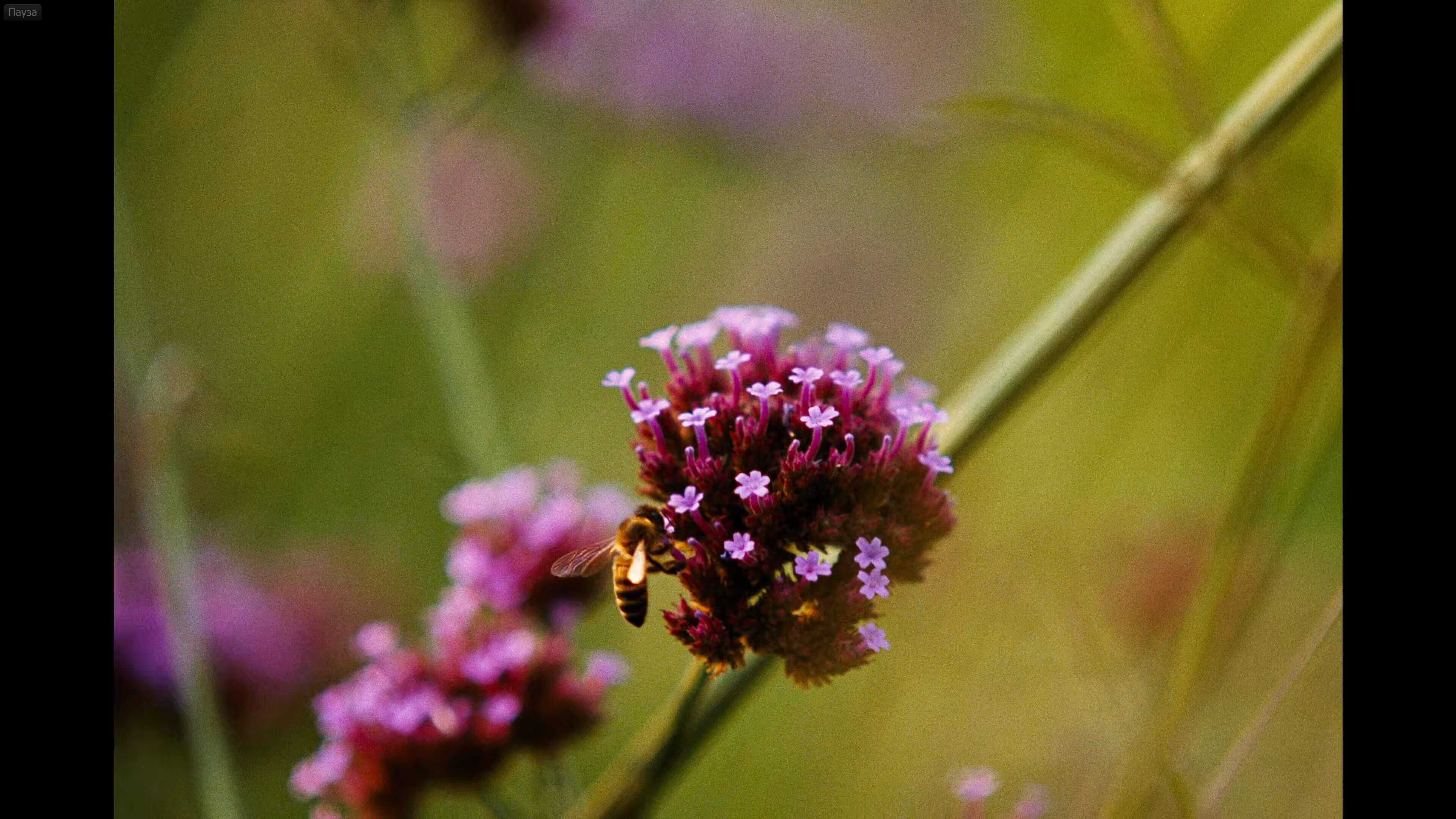 крупное снятый цветок с сидящей на нем пчелой